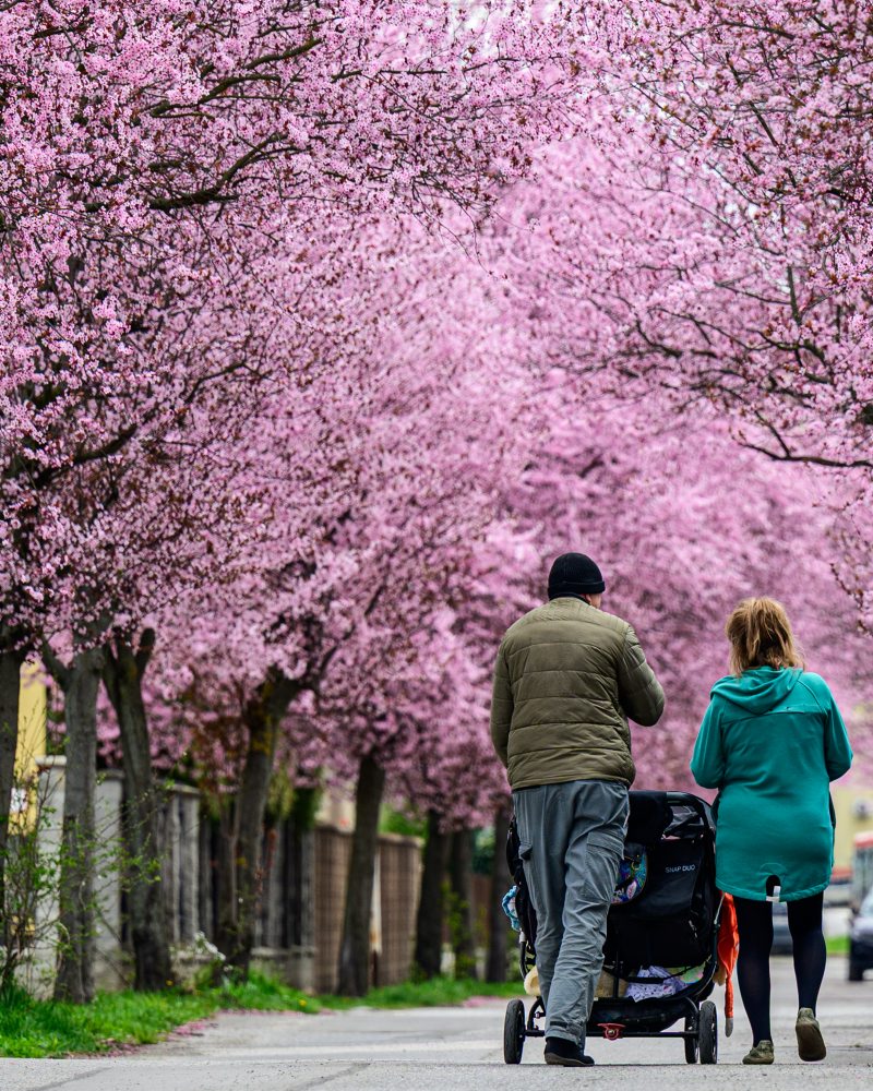 Okrasné slivky rozžiarili Gorkého ulicu v Prešove