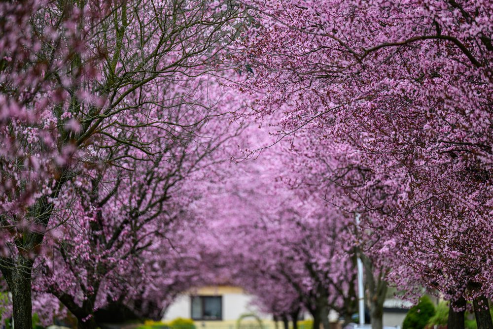 Okrasné slivky rozžiarili Gorkého ulicu v Prešove