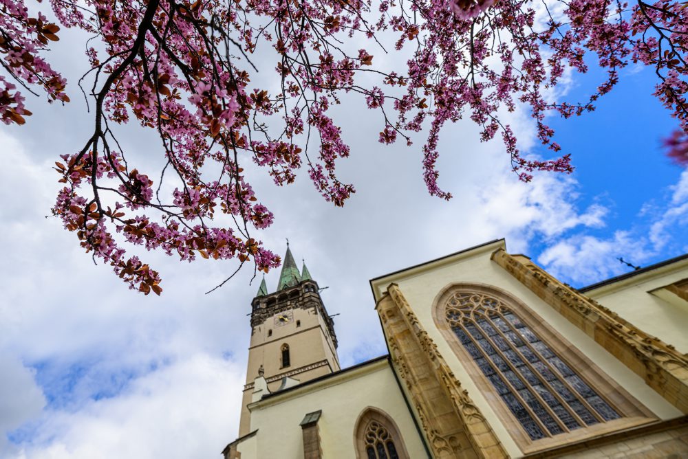 Okrasné slivky rozžiarili Gorkého ulicu v Prešove