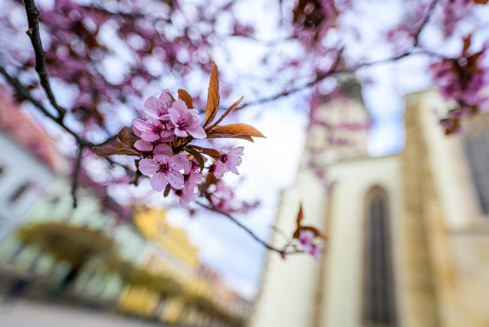 Okrasné slivky rozžiarili Gorkého ulicu v Prešove