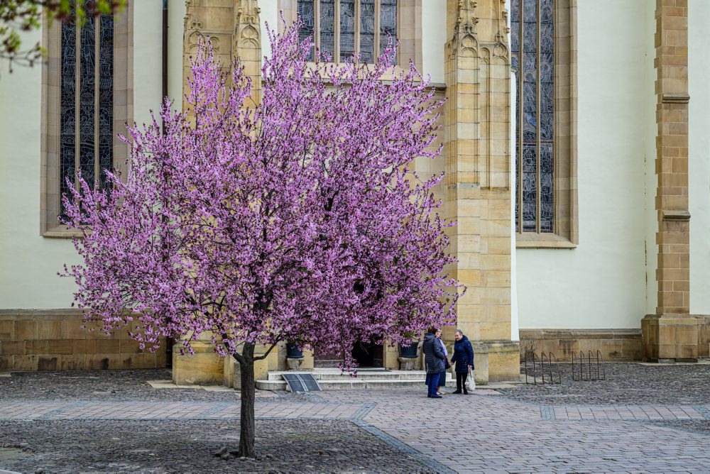 Okrasné slivky rozžiarili Gorkého ulicu v Prešove