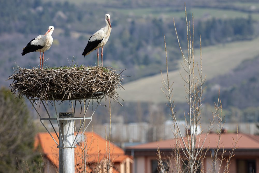 Prílet bociana bieleho do hniezda v obci Mojš pri Žiline