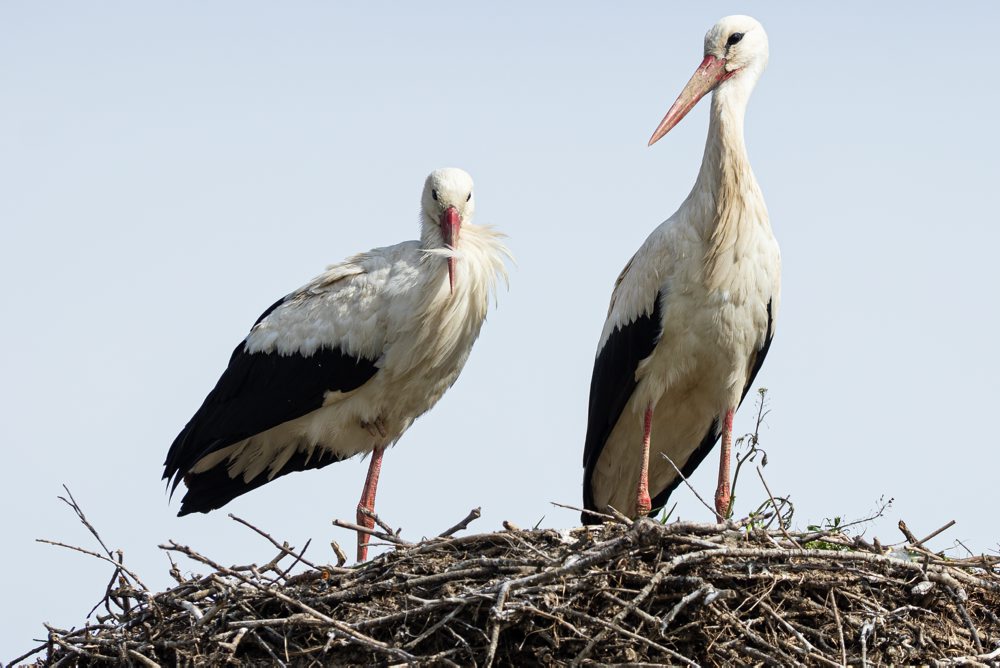 Prílet bociana bieleho do hniezda v obci Mojš pri Žiline
