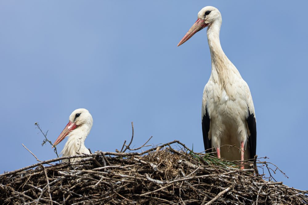 Prílet bociana bieleho do hniezda v obci Mojš pri Žiline