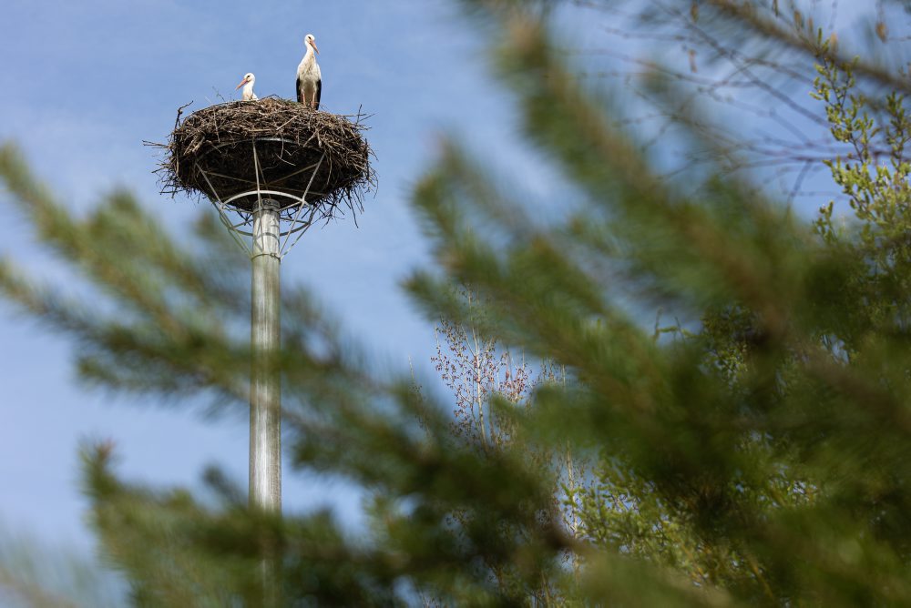 Prílet bociana bieleho do hniezda v obci Mojš pri Žiline