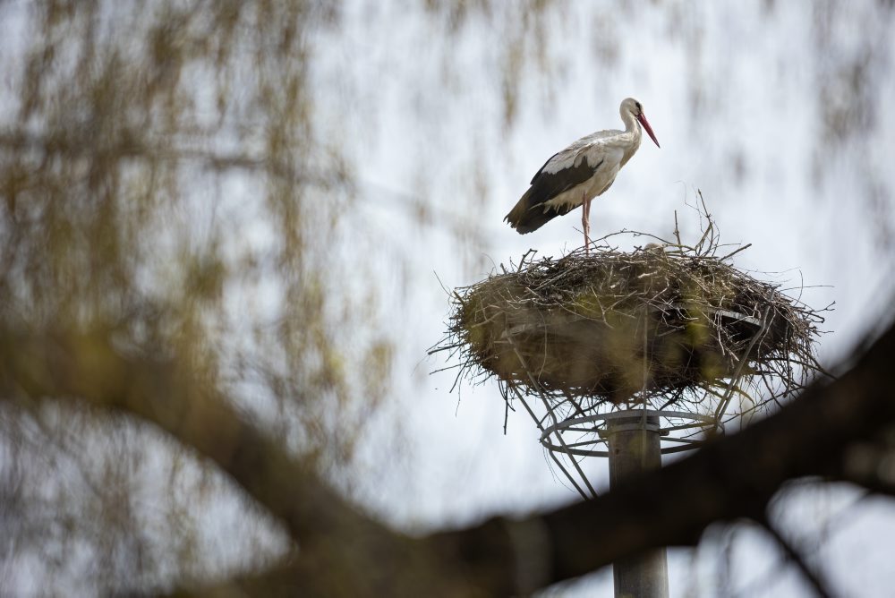 Prílet bociana bieleho do hniezda v obci Varín pri Žiline