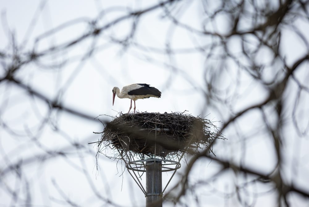 Prílet bociana bieleho do hniezda v obci Varín pri Žiline