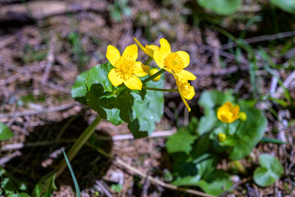 Flóra na vrchu Zvolen vo Veľkej Fatre 
