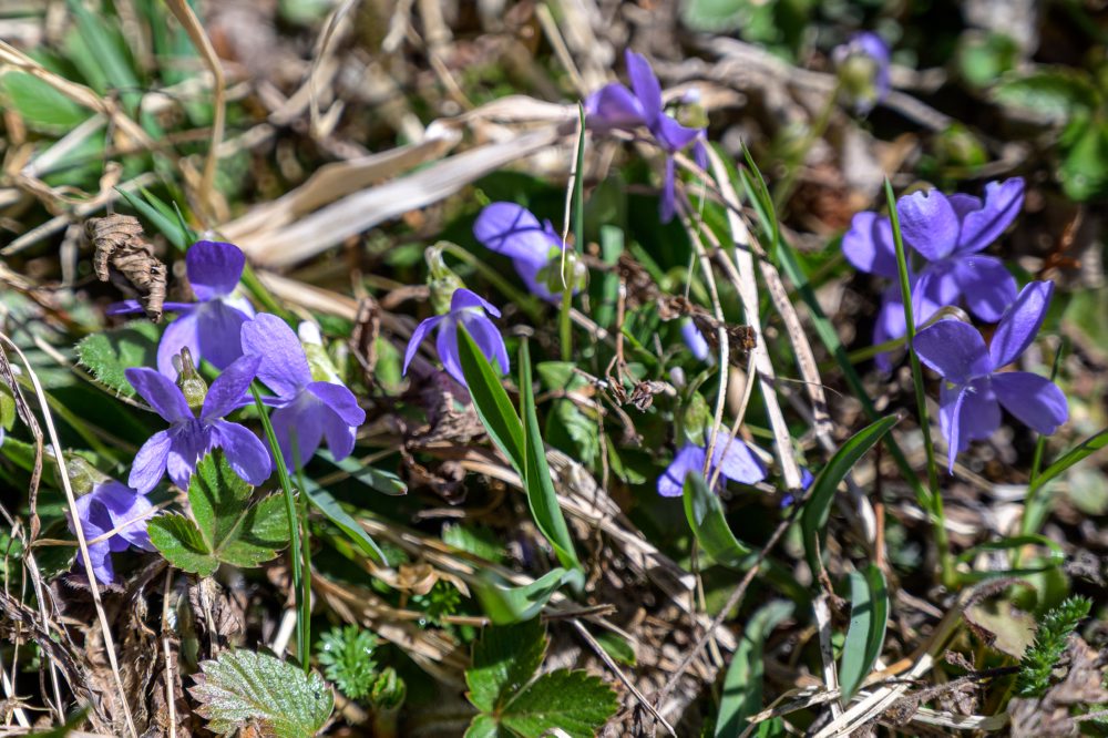 Flóra na vrchu Zvolen vo Veľkej Fatre 