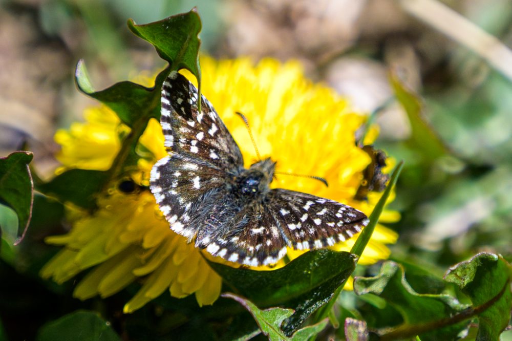 Flóra na vrchu Zvolen vo Veľkej Fatre 