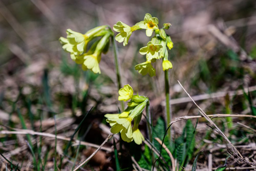 Flóra na vrchu Zvolen vo Veľkej Fatre 