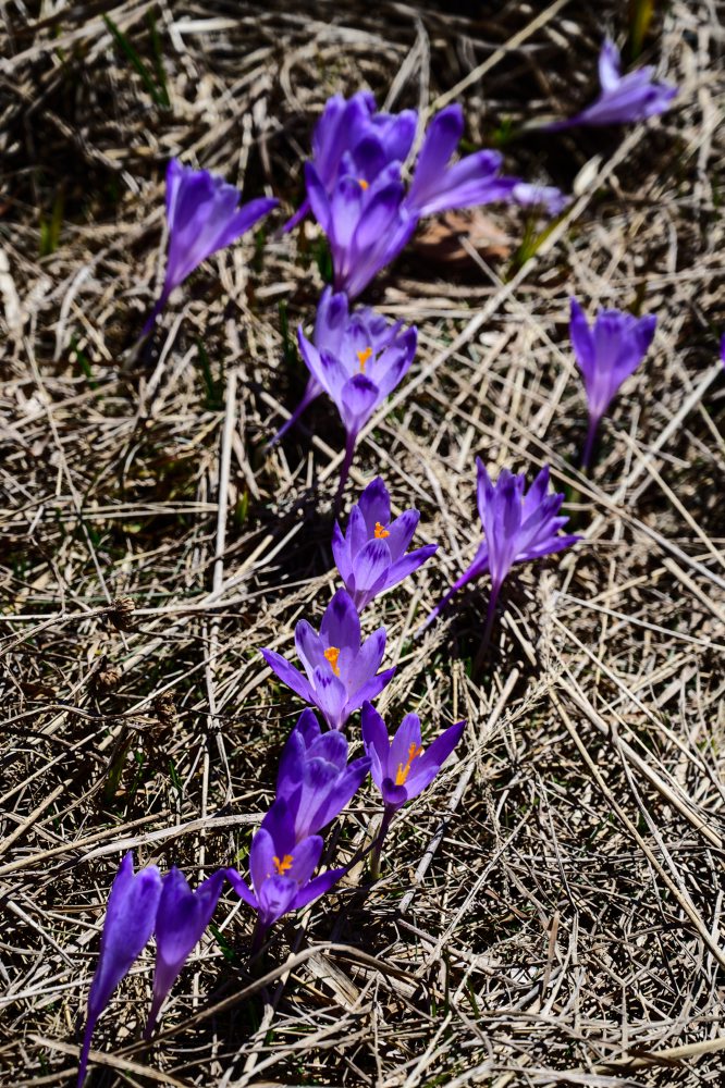 Flóra na vrchu Zvolen vo Veľkej Fatre 
