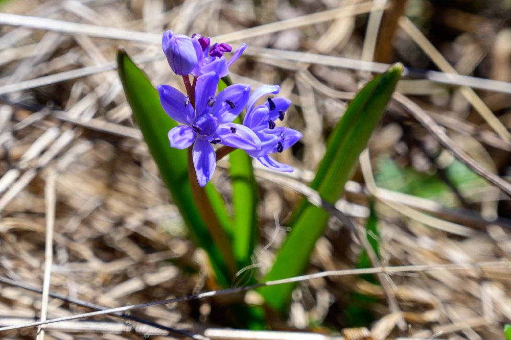 Flóra na vrchu Zvolen vo Veľkej Fatre 