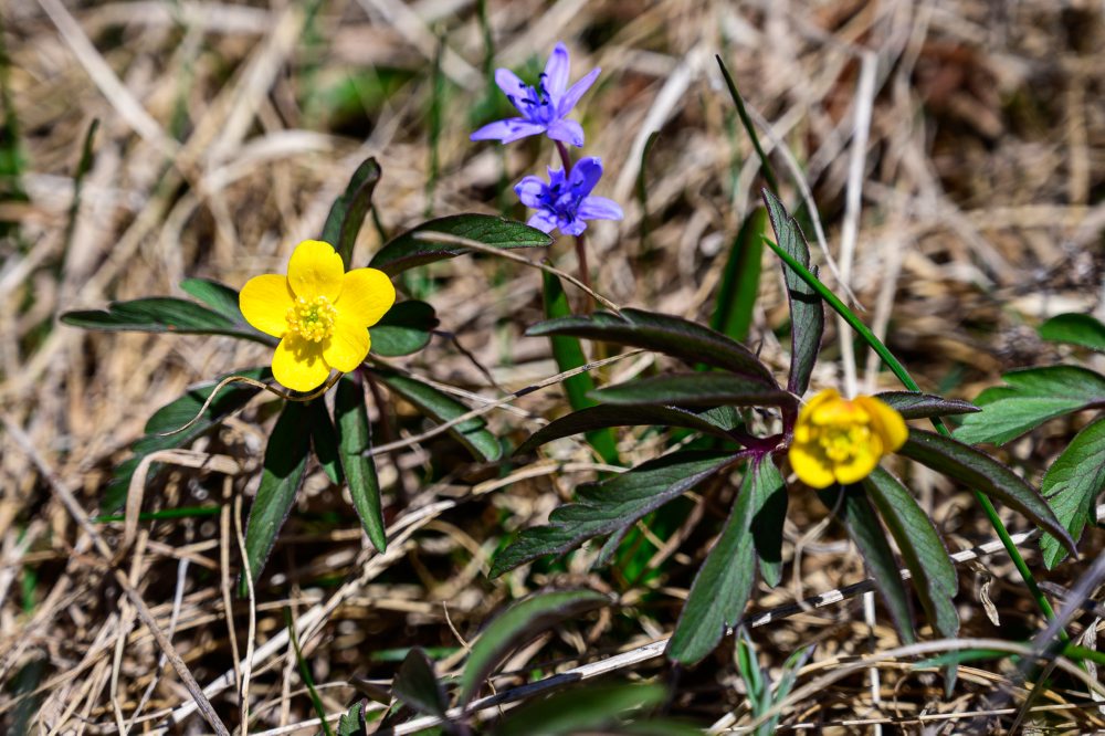 Flóra na vrchu Zvolen vo Veľkej Fatre 