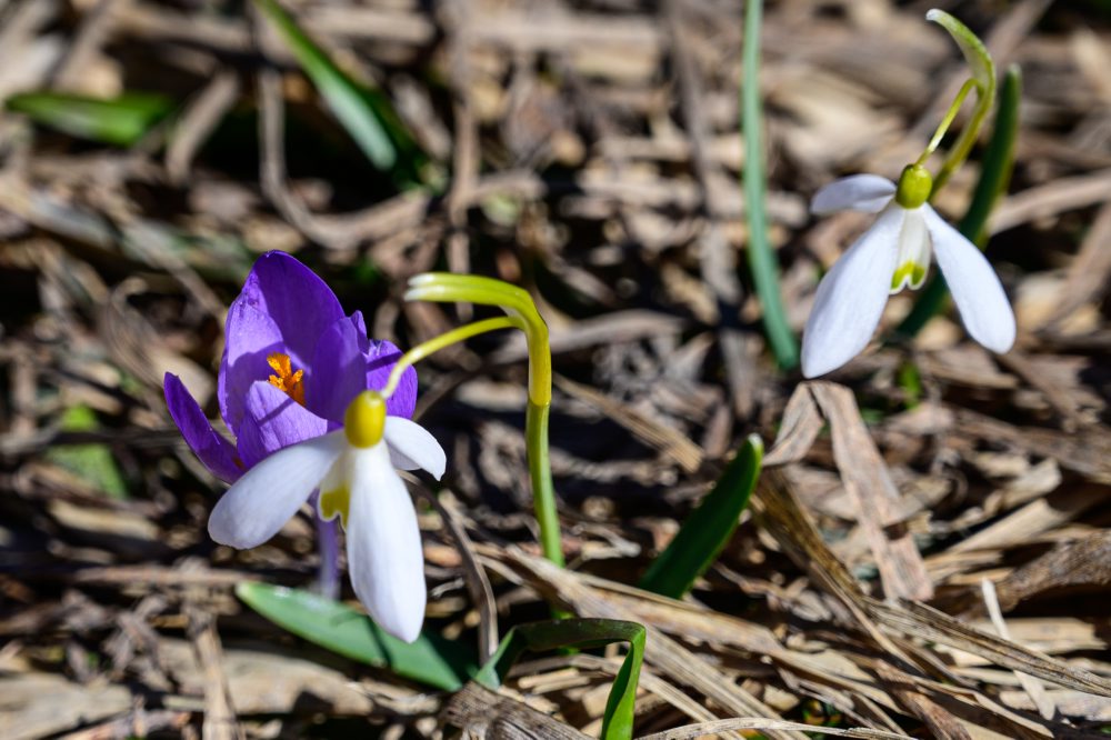 Flóra na vrchu Zvolen vo Veľkej Fatre 