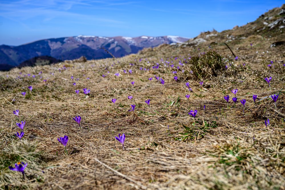 Flóra na vrchu Zvolen vo Veľkej Fatre 