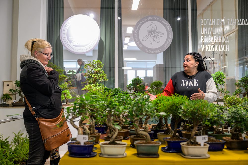 Výstava Cassovia Bonsai v Botanickej záhrade Košiciach 