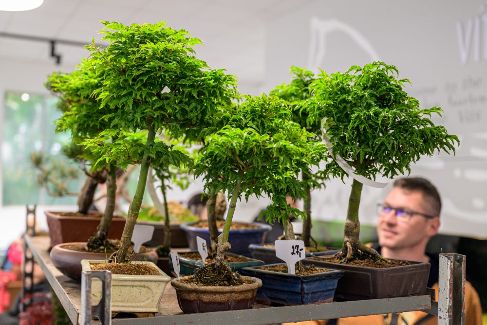 Výstava Cassovia Bonsai v Botanickej záhrade Košiciach 