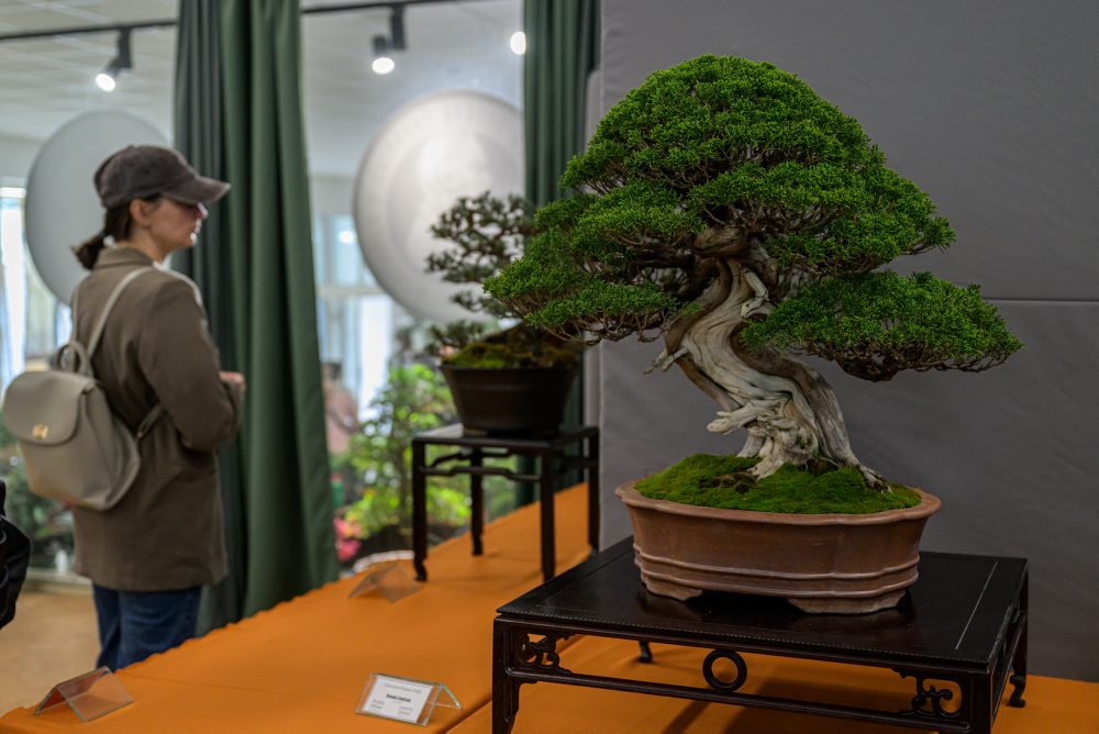 Výstava Cassovia Bonsai v Botanickej záhrade Košiciach 