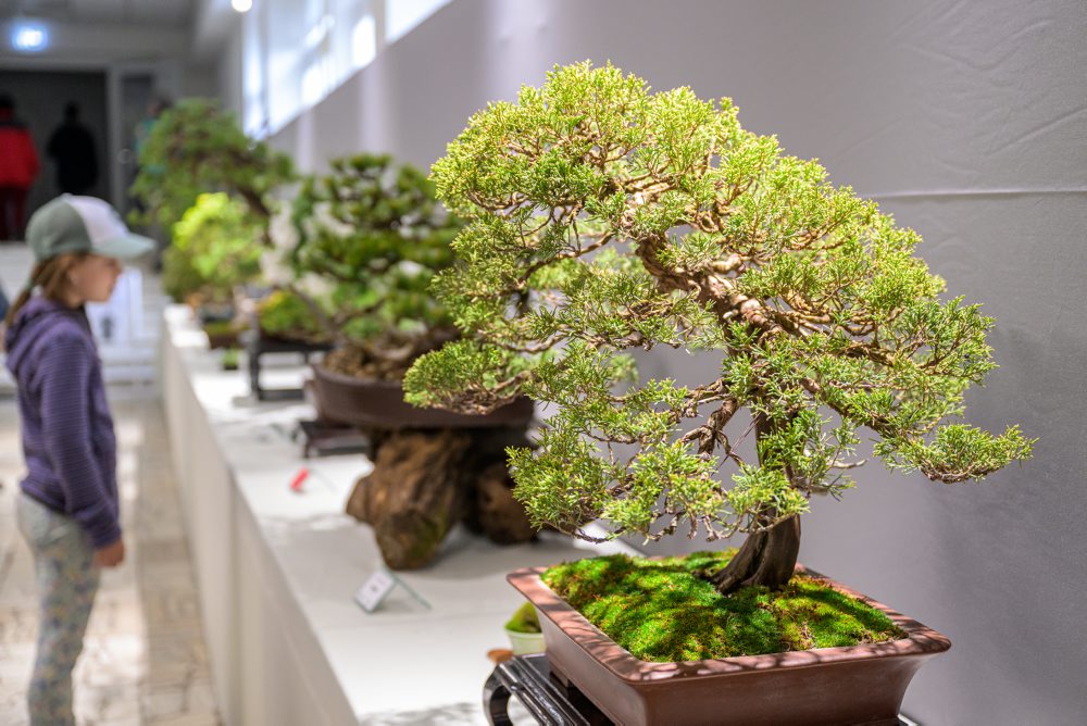 Výstava Cassovia Bonsai v Botanickej záhrade Košiciach 