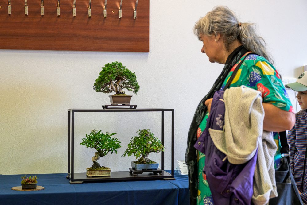 Výstava Cassovia Bonsai v Botanickej záhrade Košiciach 