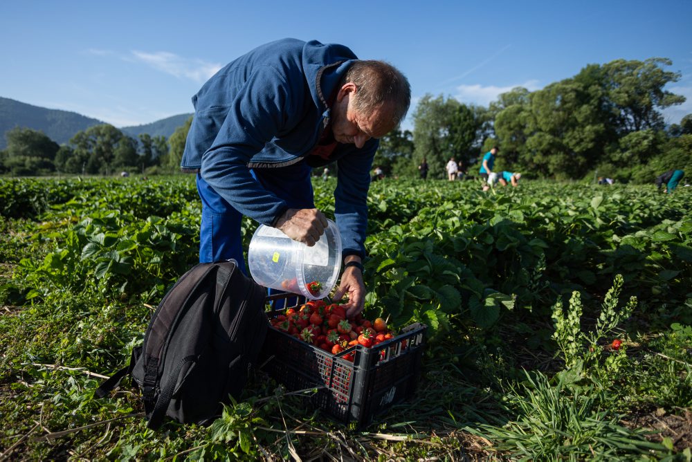Samozber jahôd v obci Rudina