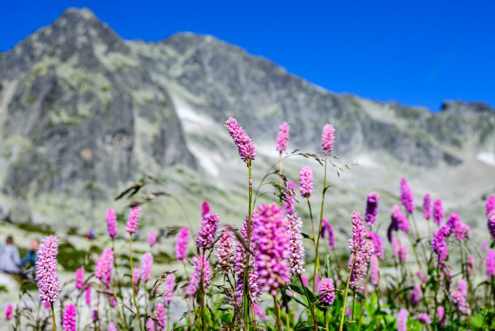 Turistika na Téryho chatu 