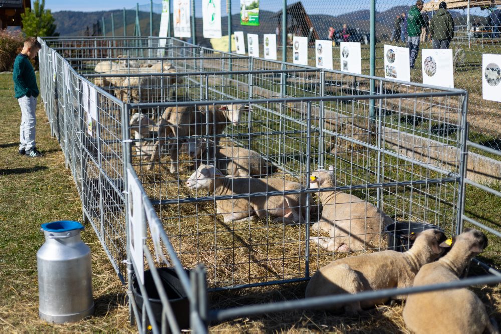 Tradičné ukončenie ovčiarskej sezóny na kolibe pri obci Papradno