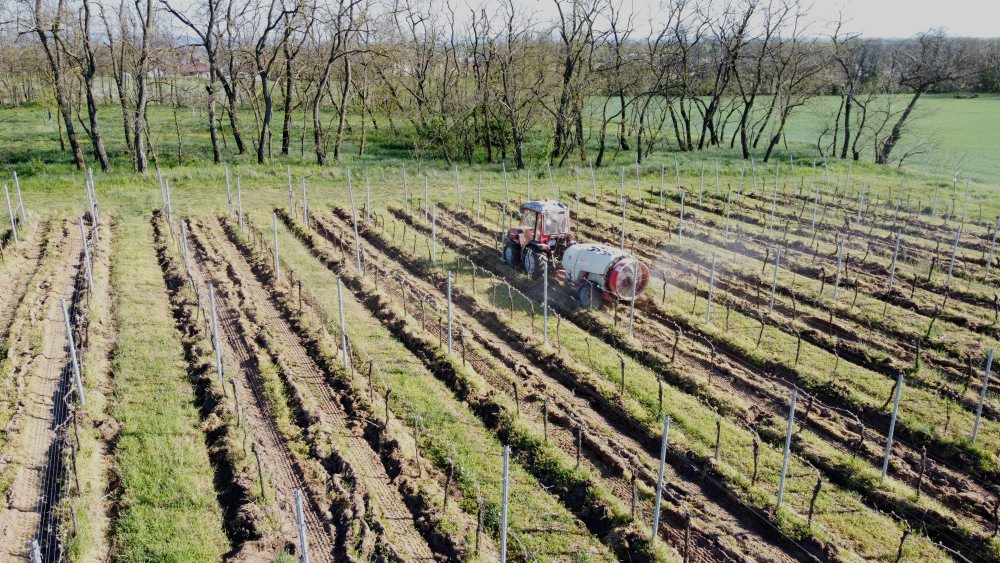 Postrek viniča v katastri obce Svätý Peter