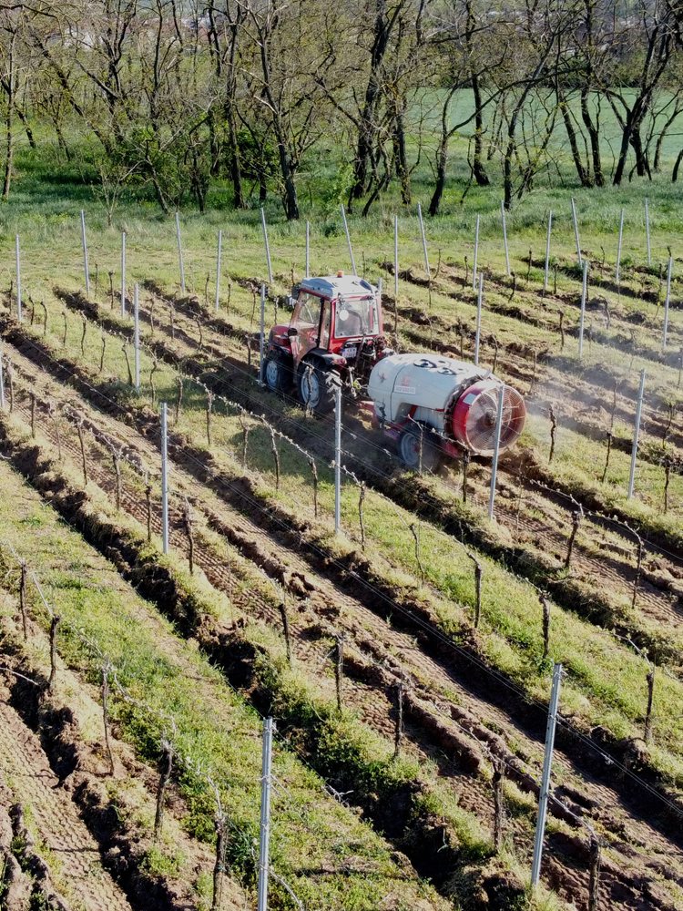 Postrek viniča v katastri obce Svätý Peter