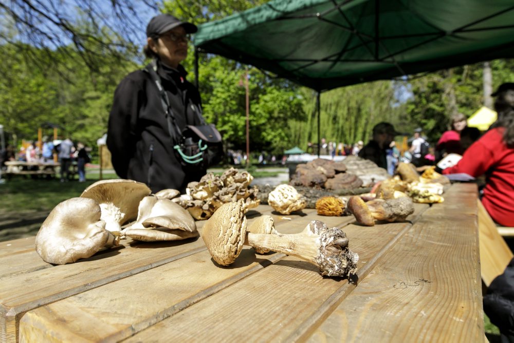 Lesnícke dni v bratislavskom lesoparku