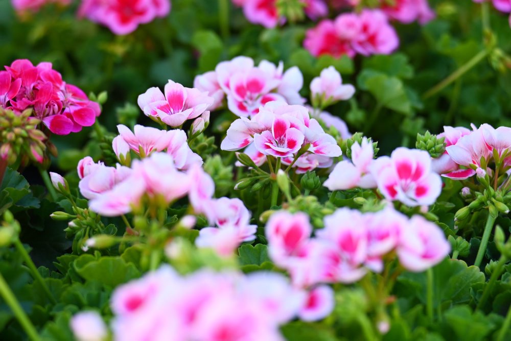 Flóra Fest 2026 v Seredi 