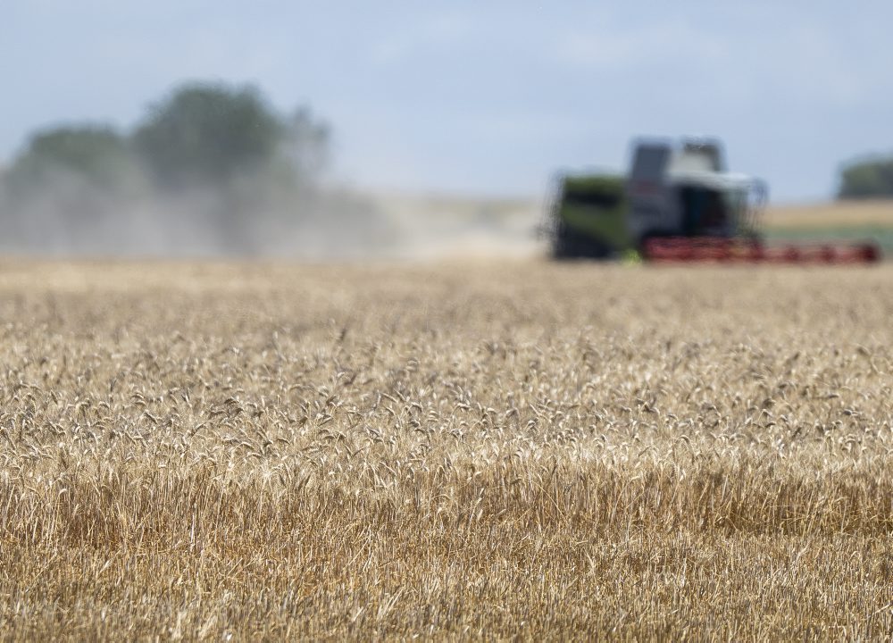 Žatva obilia medzi Slovenským Grobom a Chorvátskym Grobom 