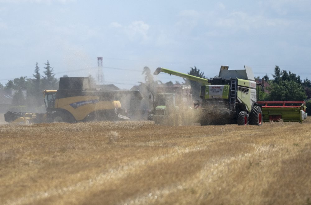 Žatva obilia medzi Slovenským Grobom a Chorvátskym Grobom 