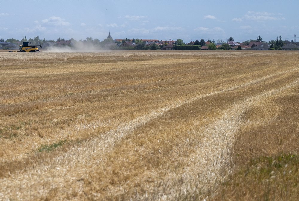 Žatva obilia medzi Slovenským Grobom a Chorvátskym Grobom 