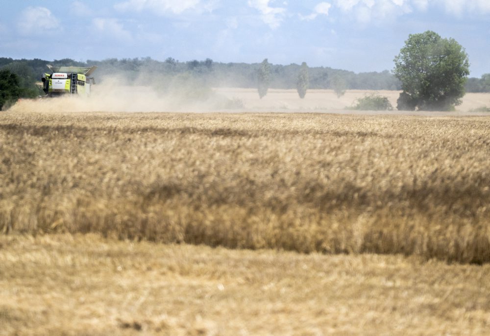 Žatva obilia medzi Slovenským Grobom a Chorvátskym Grobom 