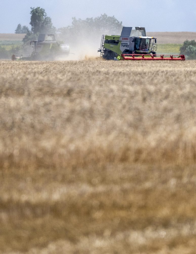 Žatva obilia medzi Slovenským Grobom a Chorvátskym Grobom 