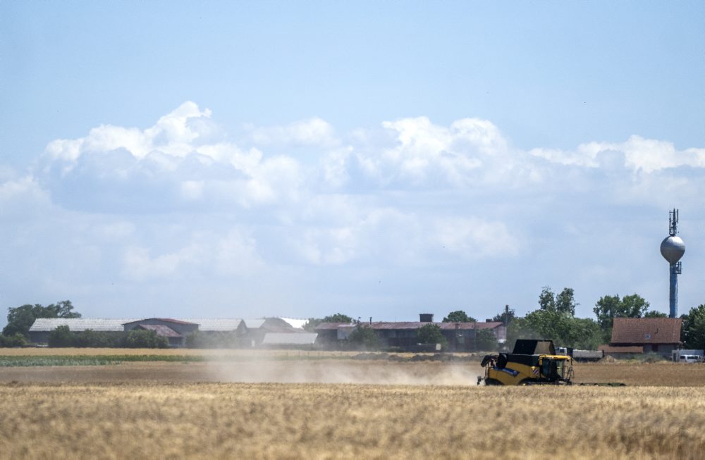 Žatva obilia medzi Slovenským Grobom a Chorvátskym Grobom 