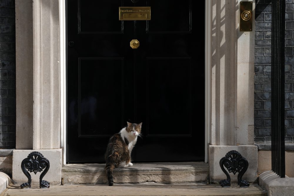 Kocúr Larry na Downing Street 10 v Londýne 