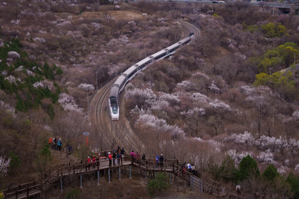 Kvitnúce broskyne v Čine