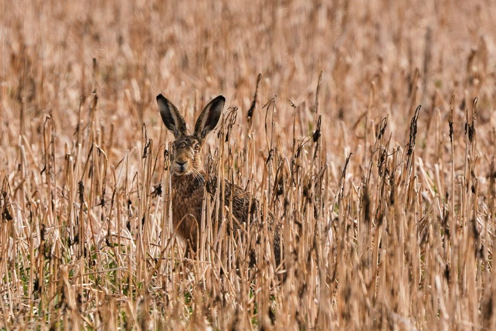 Denný život v Nemecku