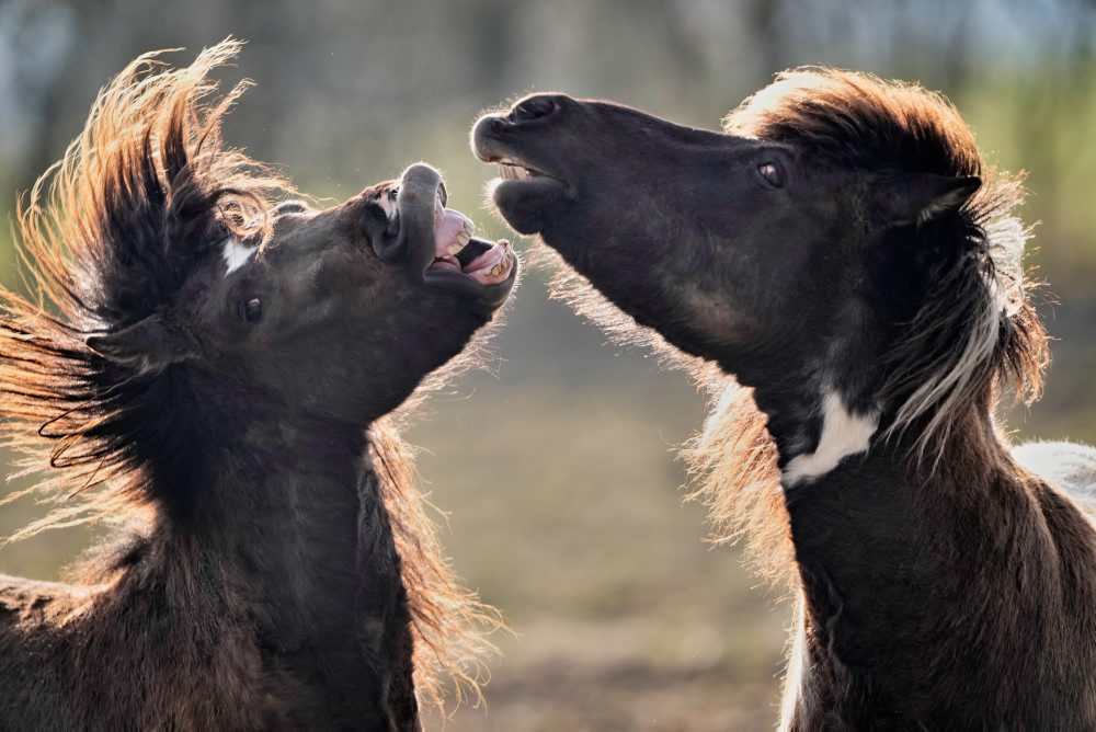 Islandské kone v nemeckom meste Wehrheim