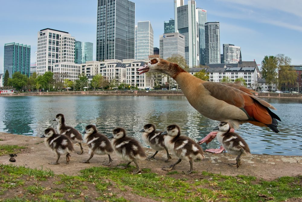 Husatká pri rieke Mohan vo Frankfurte 