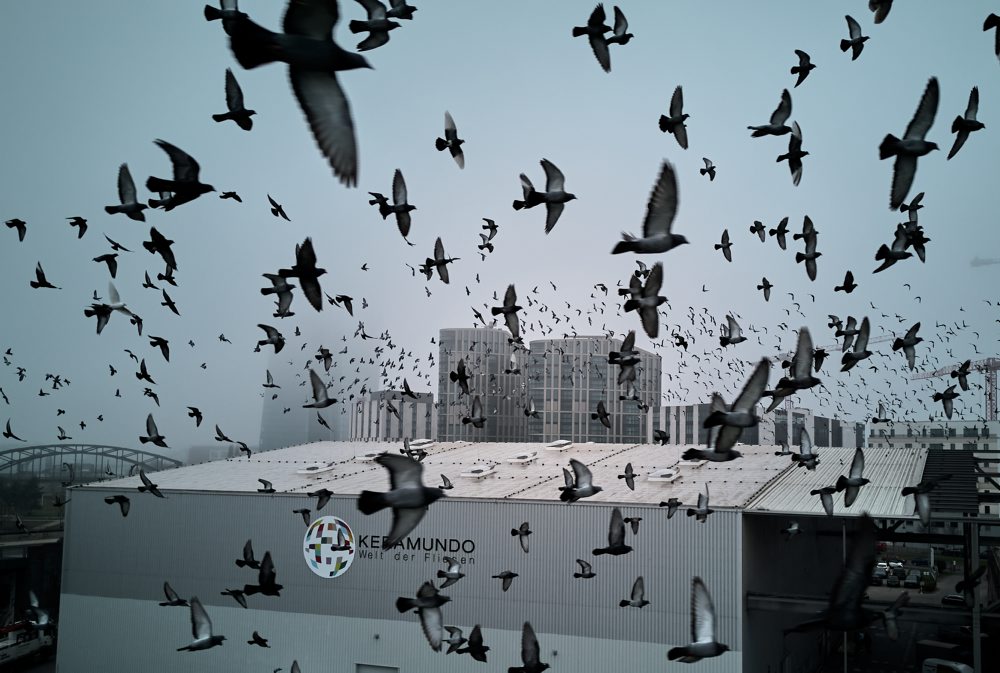 Kŕdeľ holubov v centrálnom Frankfurte nad Mohanom 