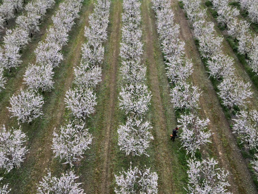 Mandľový háj neďaleko mesta Larissa v Grécku