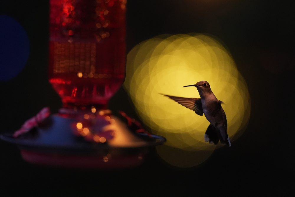 Kolibrík sa kŕmi počas západu slnka