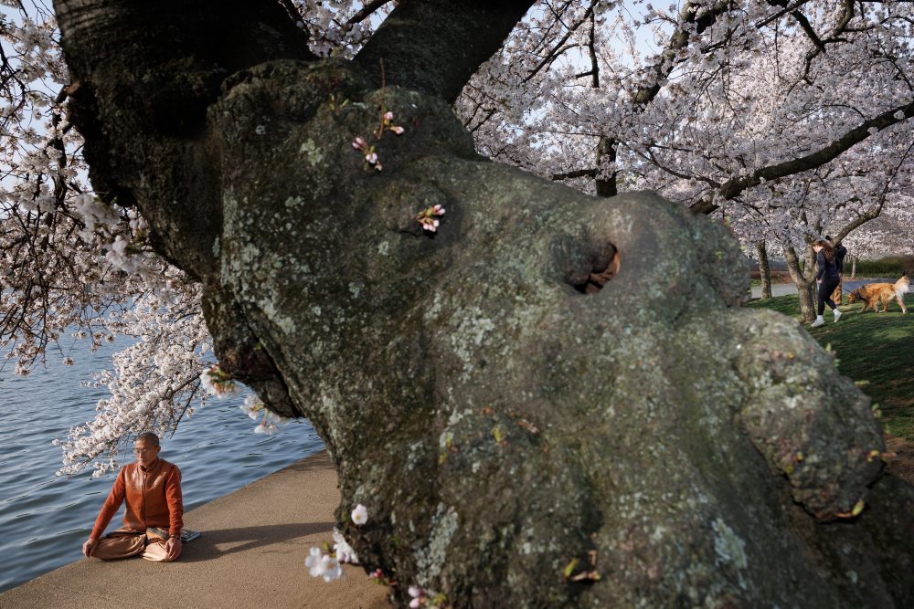 Rozkvitnuté čerešne vo Washingtone 