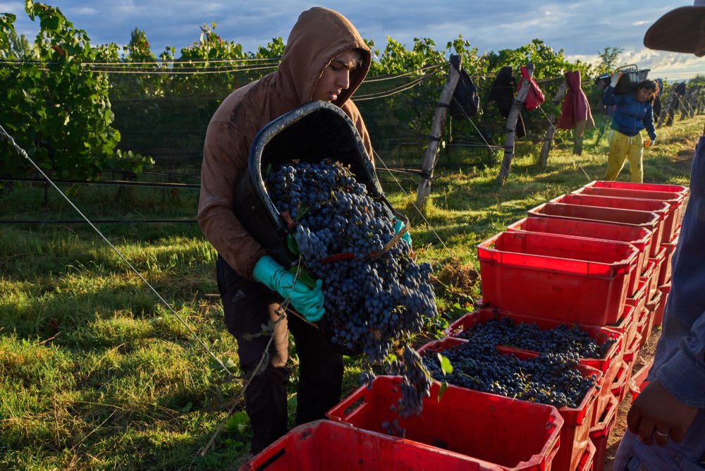 Zber hrozna v Argentíne 