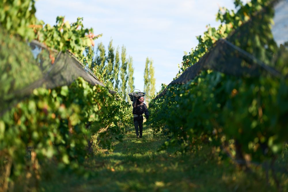 Zber hrozna v Argentíne 