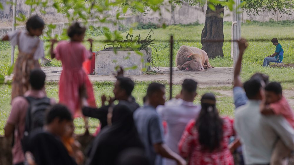 Bangladéš: Byvola „Donalda Trumpa“ ušetria, presunuli ho do zoo v Dháke